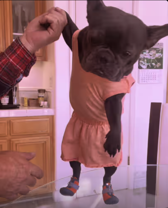 Frenchie takes the dance floor to the next level !!!